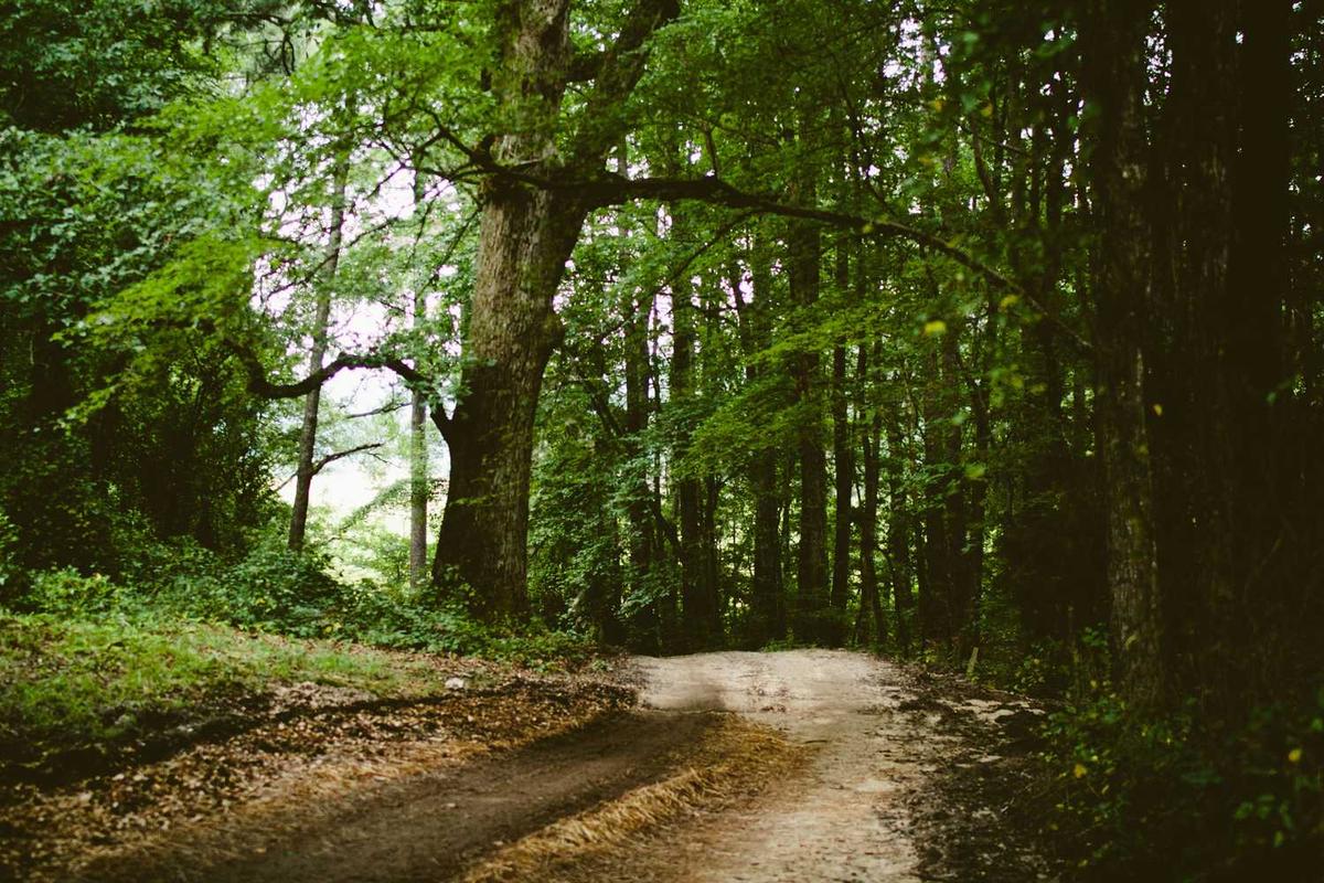 Sentier de terre à travers une forêt dense.