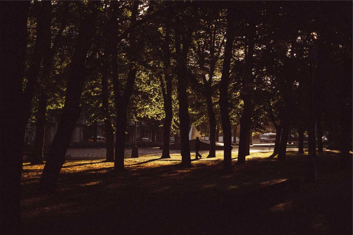 Des arbres projetant des ombres sur l'herbe, une personne marchant.